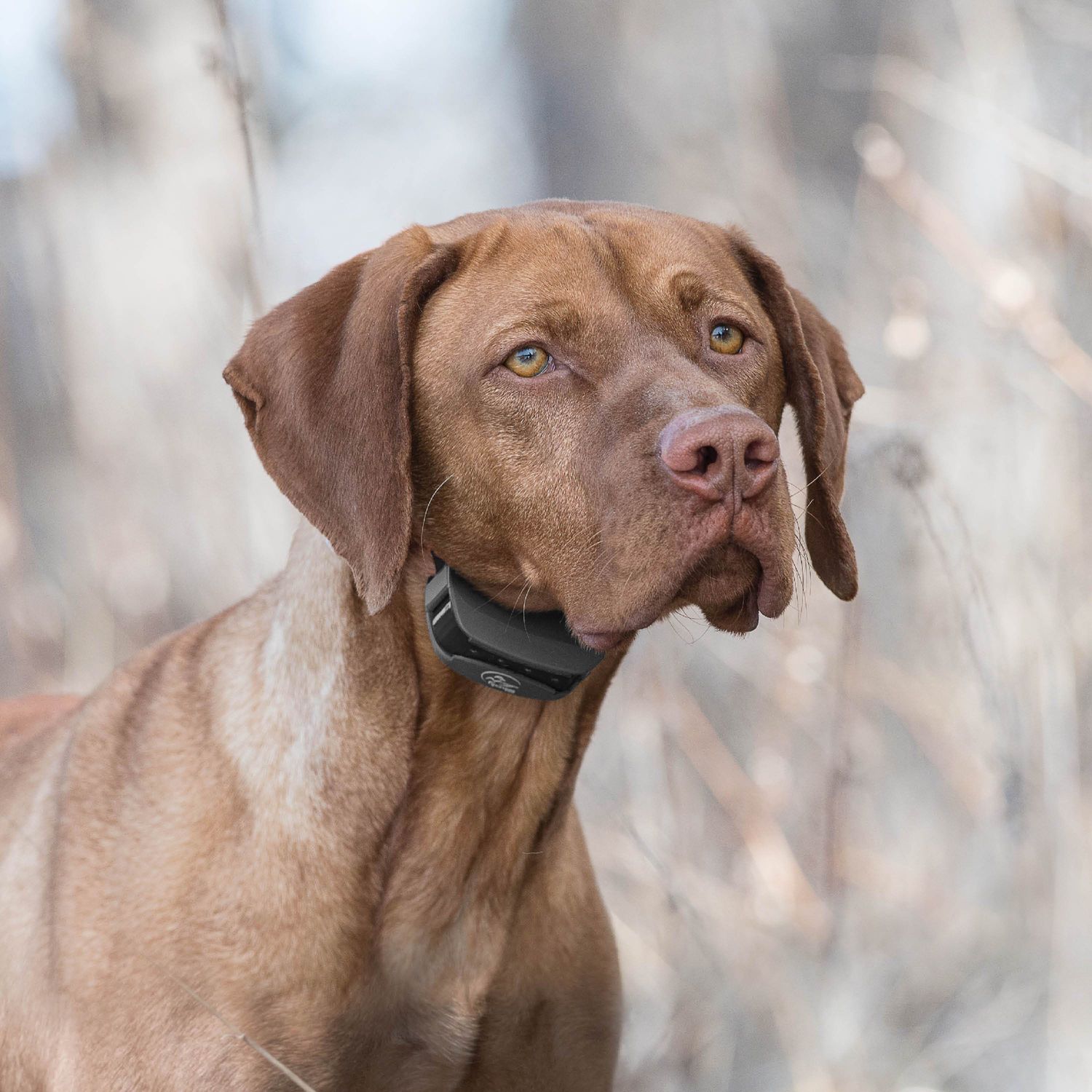 SportDOG SD-575 Dog Wearing Black SportTrainer Remote Training Collar