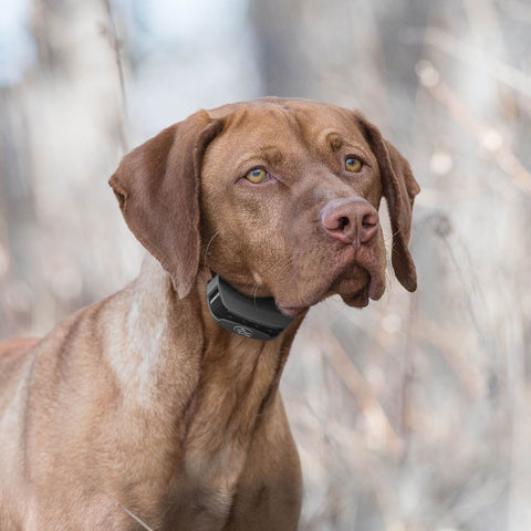 SportDOG SD-575 Dog Wearing Black SportTrainer Remote Training Collar