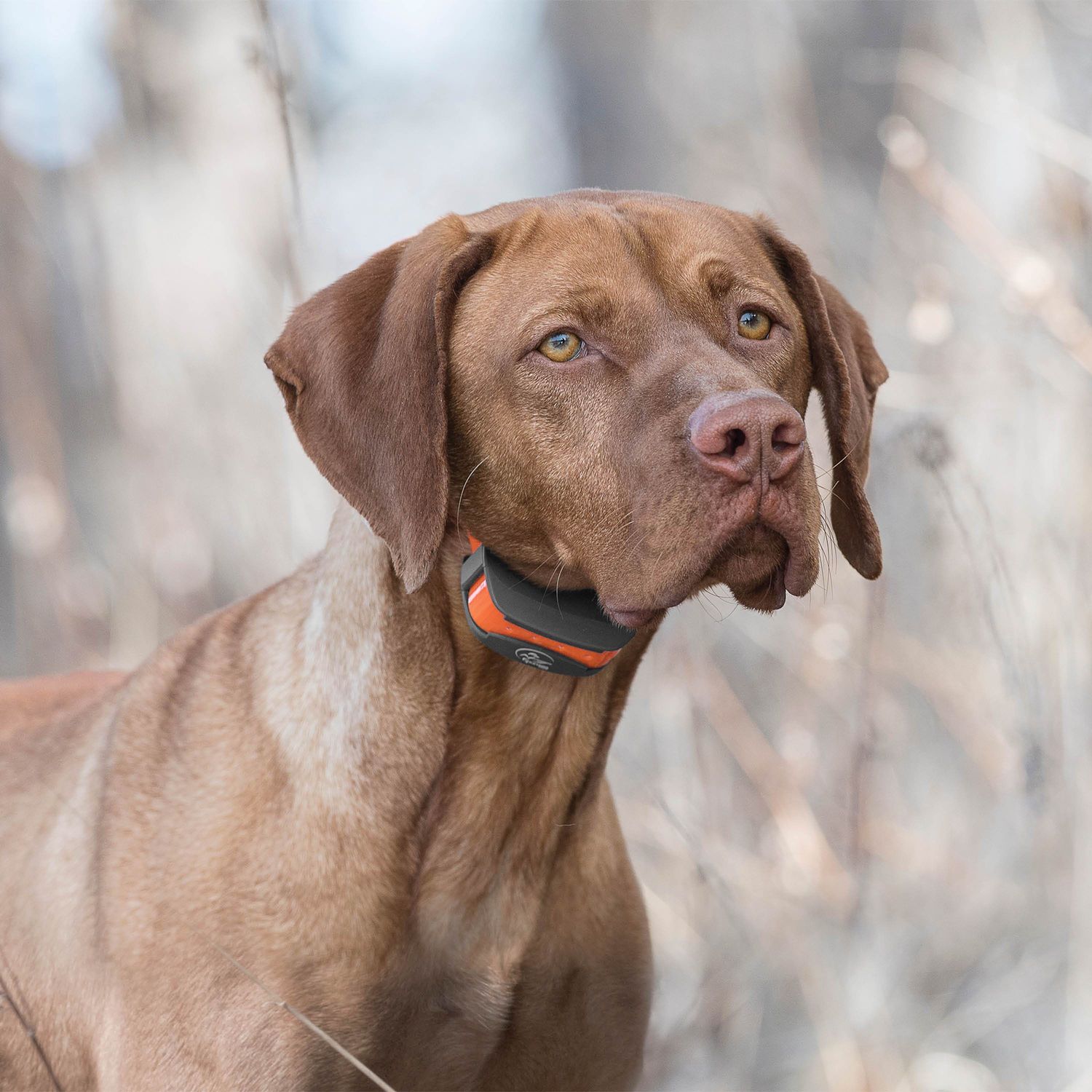 SportDOG SD-575E Dog Wearing SportTrainer Remote Training Collar