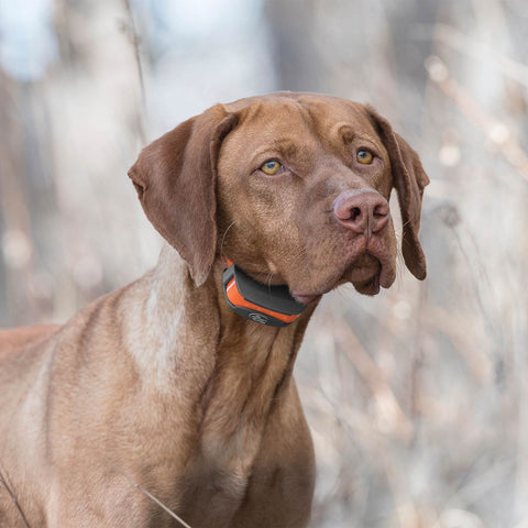 SportDOG SD-575E Dog Wearing SportTrainer Remote Training Collar