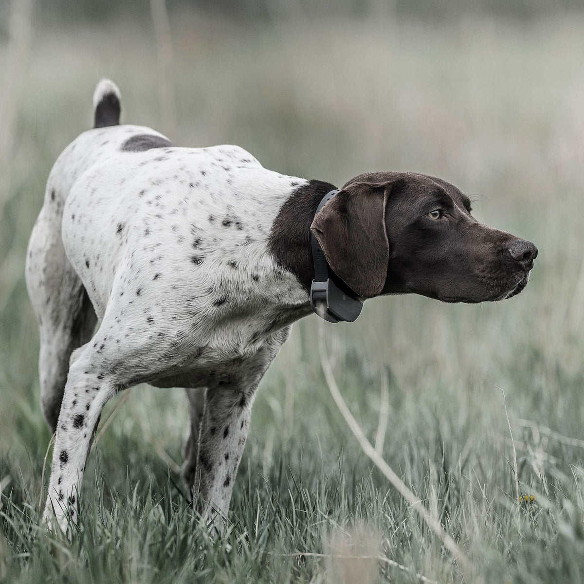 SportDOG SD-825X Dog Wearing SportHunter Remote Training Collar in The Field
