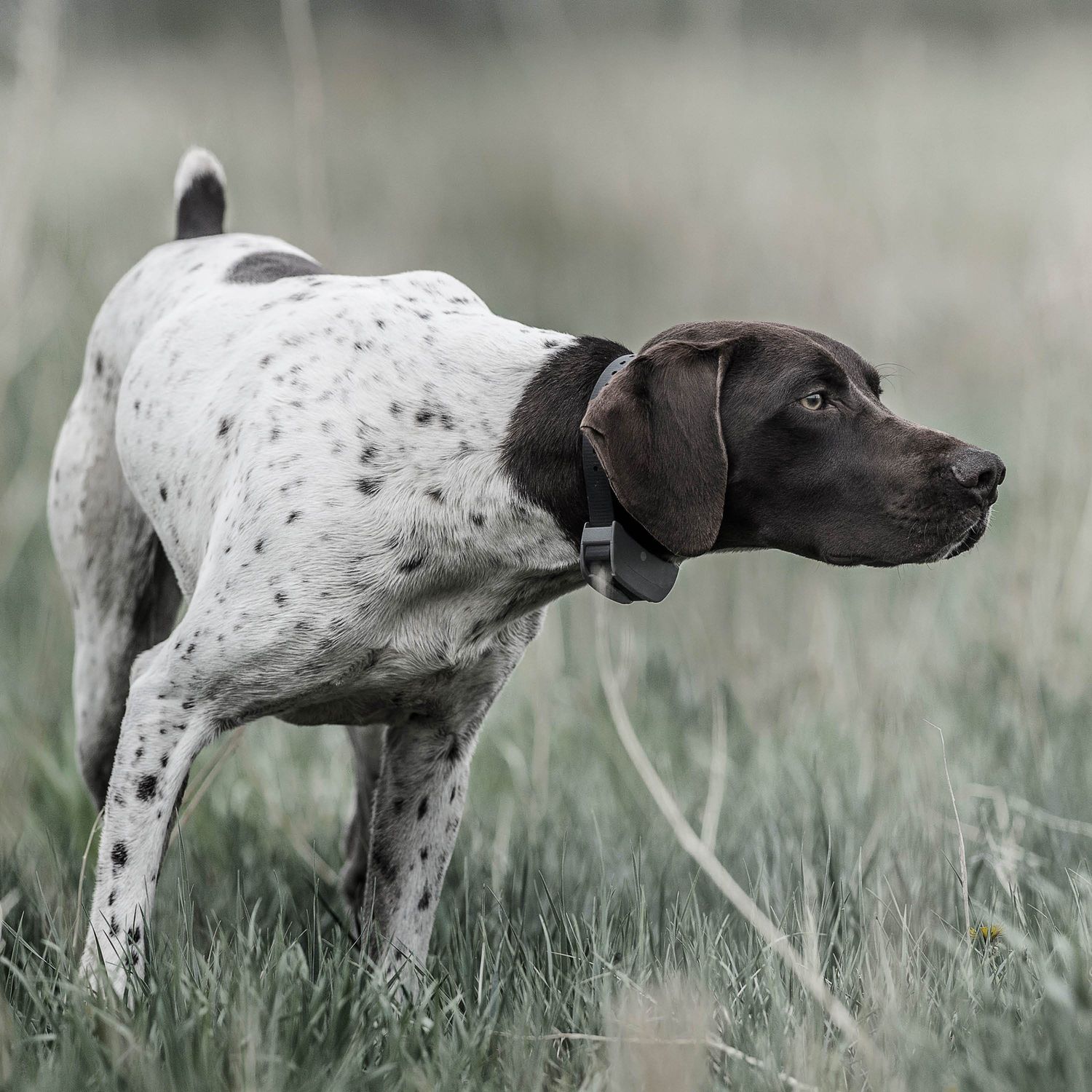 SportDOG SD-825X Dog Wearing SportHunter Remote Training Collar in The Field