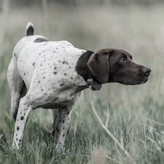 SportDOG SD-825X Dog Wearing SportHunter Remote Training Collar in The Field