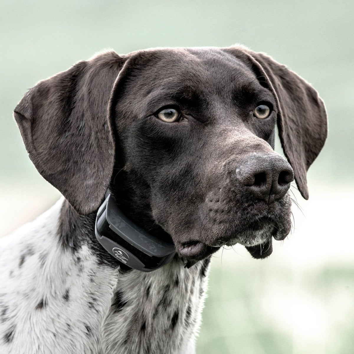 SportDOG SD-825X Dog Wearing SportHunter Remote Training Collar