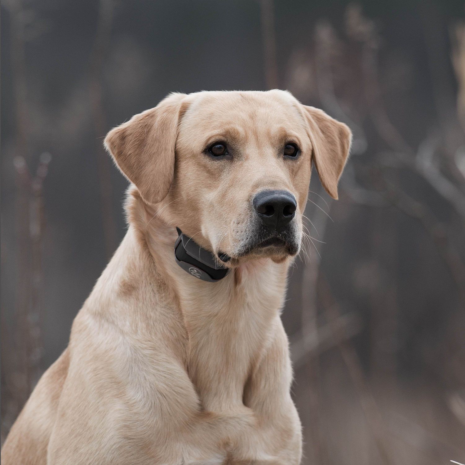 SportDOG SD-875 Dog Wearing Black SportTrainer Remote Training Collar
