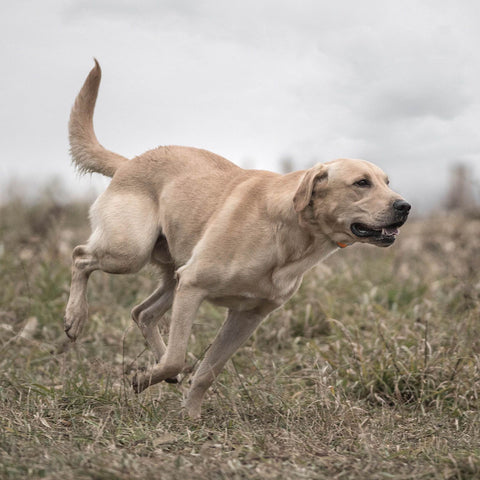 SportDOG SD-875E Dog Wearing SportTrainer Remote Training Collar in The Field