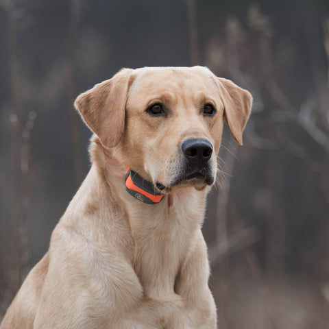 SportDOG SD-875E Dog Wearing SportTrainer Remote Training Collar