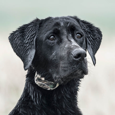 SportDOG SDR-AXC Dog Wearing Additional Collar for WetlandHunter 425X Remote Trainer Ver2