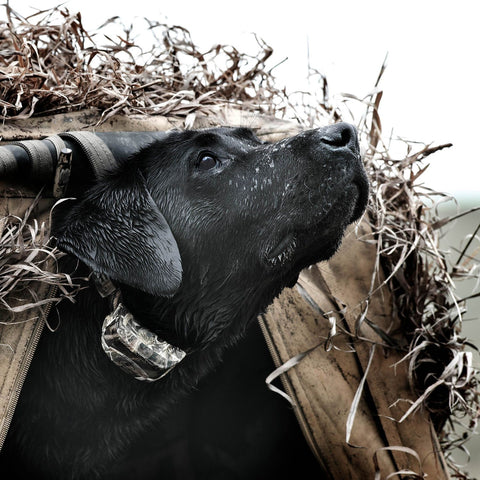 SportDOG SDR-AXC Dog Wearing Additional Collar for WetlandHunter 425X Remote Trainer