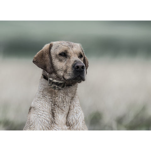 SportDOG SDR-AXW Dog Wearing Additional Collar for WetlandHunter 1825X Remote Trainers