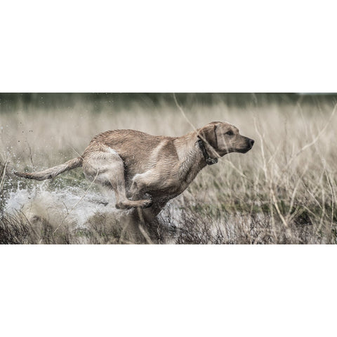 SportDOG SDR-AXW Running Dog Wearing Additional Collar for WetlandHunter 1825X Remote Trainers