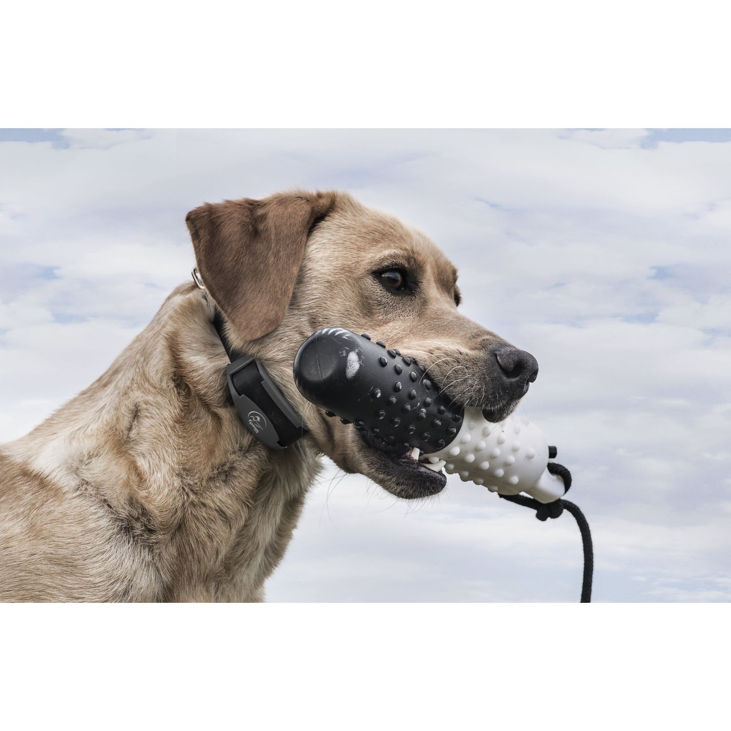 SportDOG-SportDOG - SDR-AXF - FIELDTRAINER 425X/SPORTHUNTER 825X ADD-A-DOG COLLAR - Additional Collar