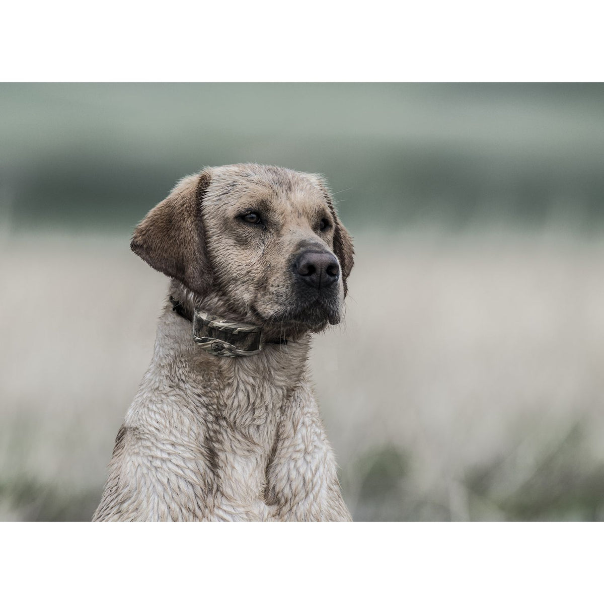 SportDOG-SportDOG - SDR-AXW - WETLANDHUNTER 1825X ADD-A-DOG COLLAR - Additional Collar