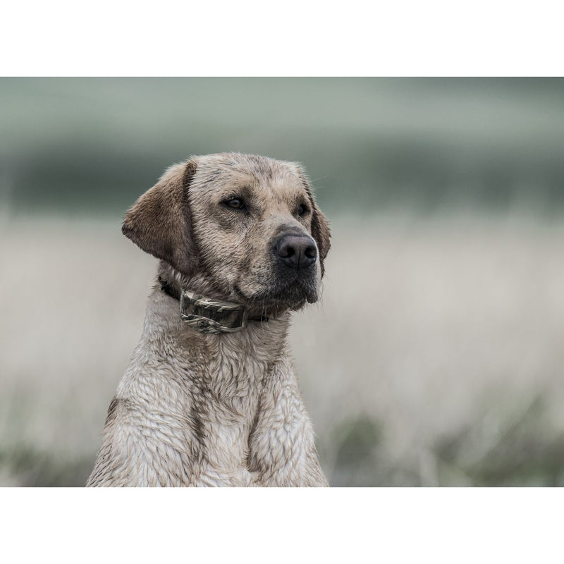SportDOG - SDR-AXW - WETLANDHUNTER 1825X ADD-A-DOG COLLAR - Additional Collar-zoom-