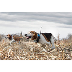SportDOG-SportDOG - TEK-2L - TEK SERIES GPS TRACKING ADD-A-DOG COLLAR - 10 Miles - Additional Collar