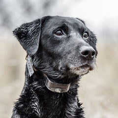 SportDOG-SportDOG - YT-300 - YardTrainer 300 - 300 Yards - Remote Training Collar