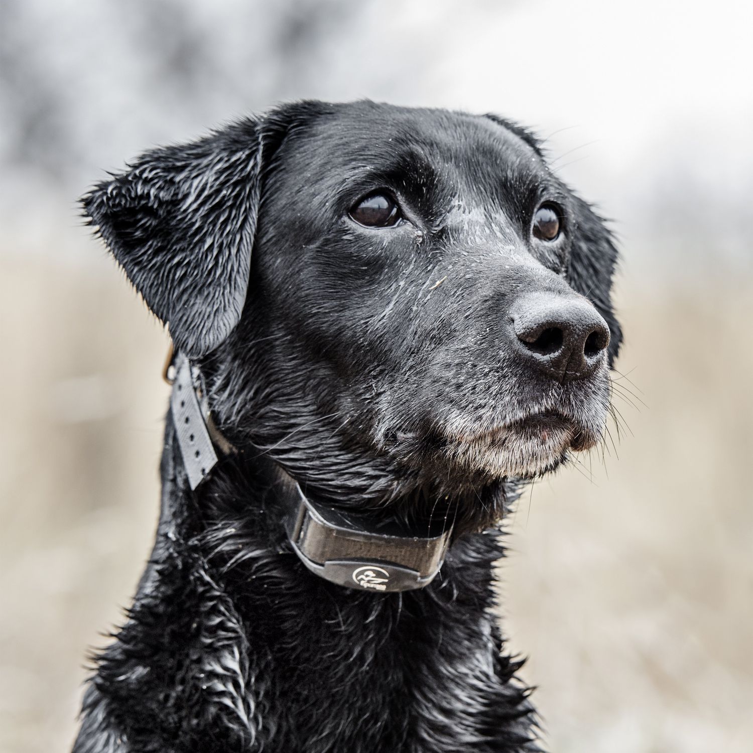 SportDOG-SportDOG - YT-300 - YardTrainer 300 - 300 Yards - Remote Training Collar