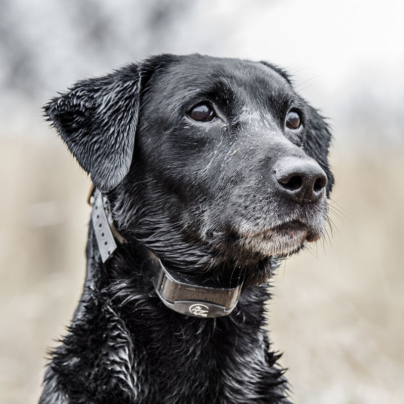 SportDOG - YT-300 - YardTrainer 300 - 300 Yards - Remote Training Collar-zoom-