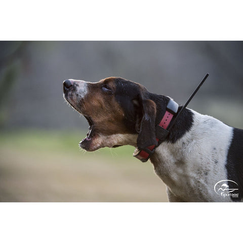 SportDOG TEK-V2LT Dog Wearing TEK Series Remote Training Collar