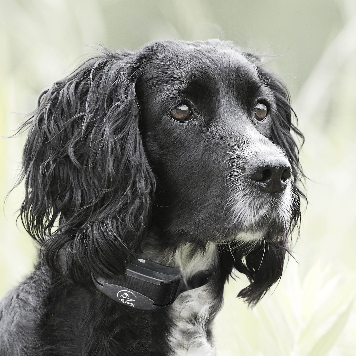 SportDOG YT-100 Dog Wearing YardTrainer Remote Training Collar