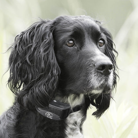 SportDOG YT-100 Dog Wearing YardTrainer Remote Training Collar