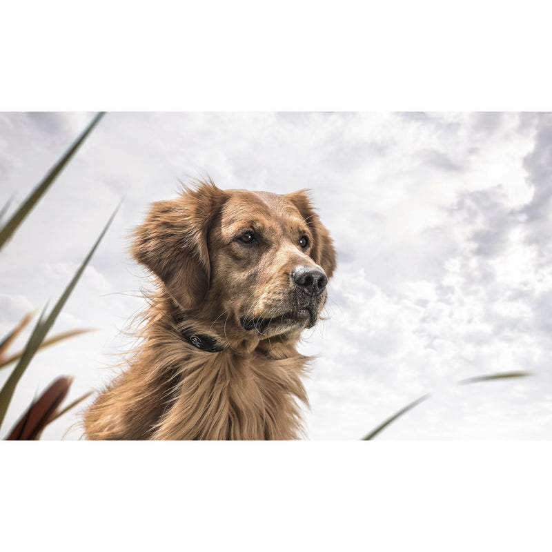 SportDOG - YT-100S - YardTrainer 100S - 100 Yards - Remote Training Collar-zoom-